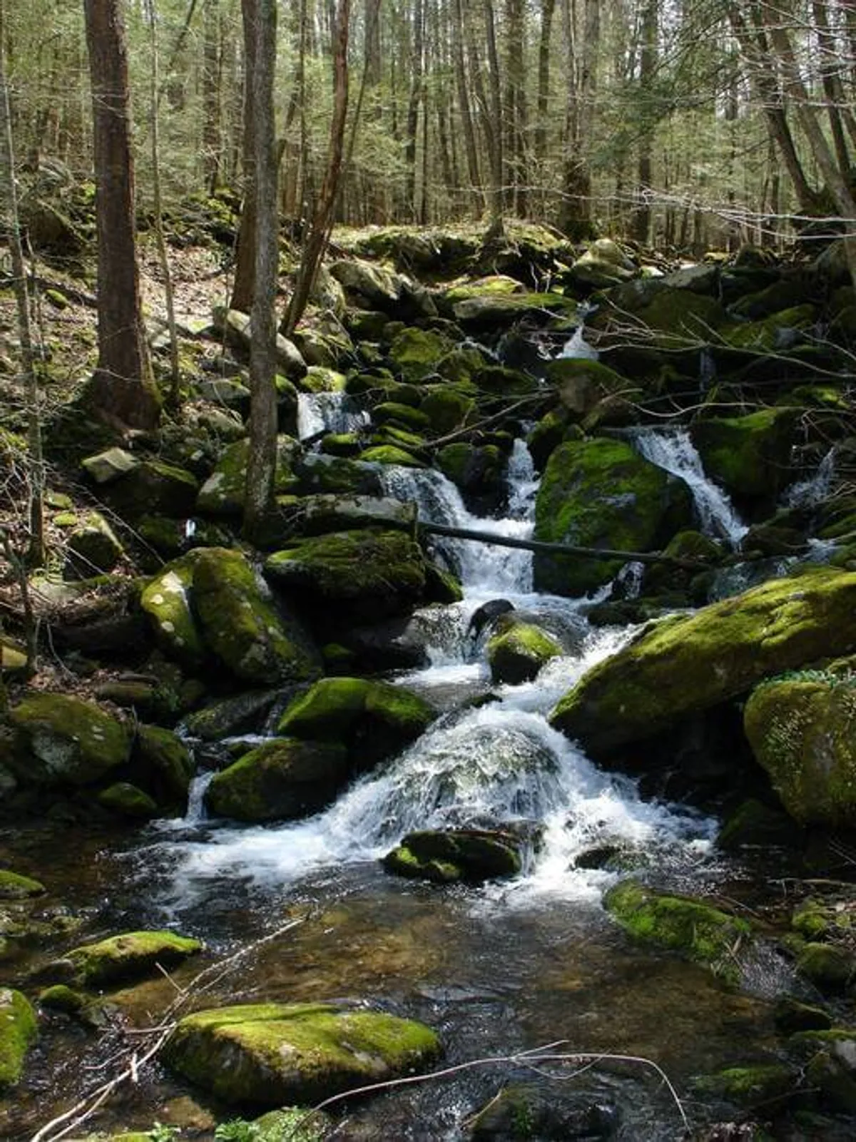 A picturesque view of a flowing stream winding through moss-covered rocks and tall trees. Shafts of sunlight filter through the canopy, illuminating the tranquil water and inviting paths alongside the creek. The lush greenery captures the vibrancy and untouched beauty of the Smoky Mountains.