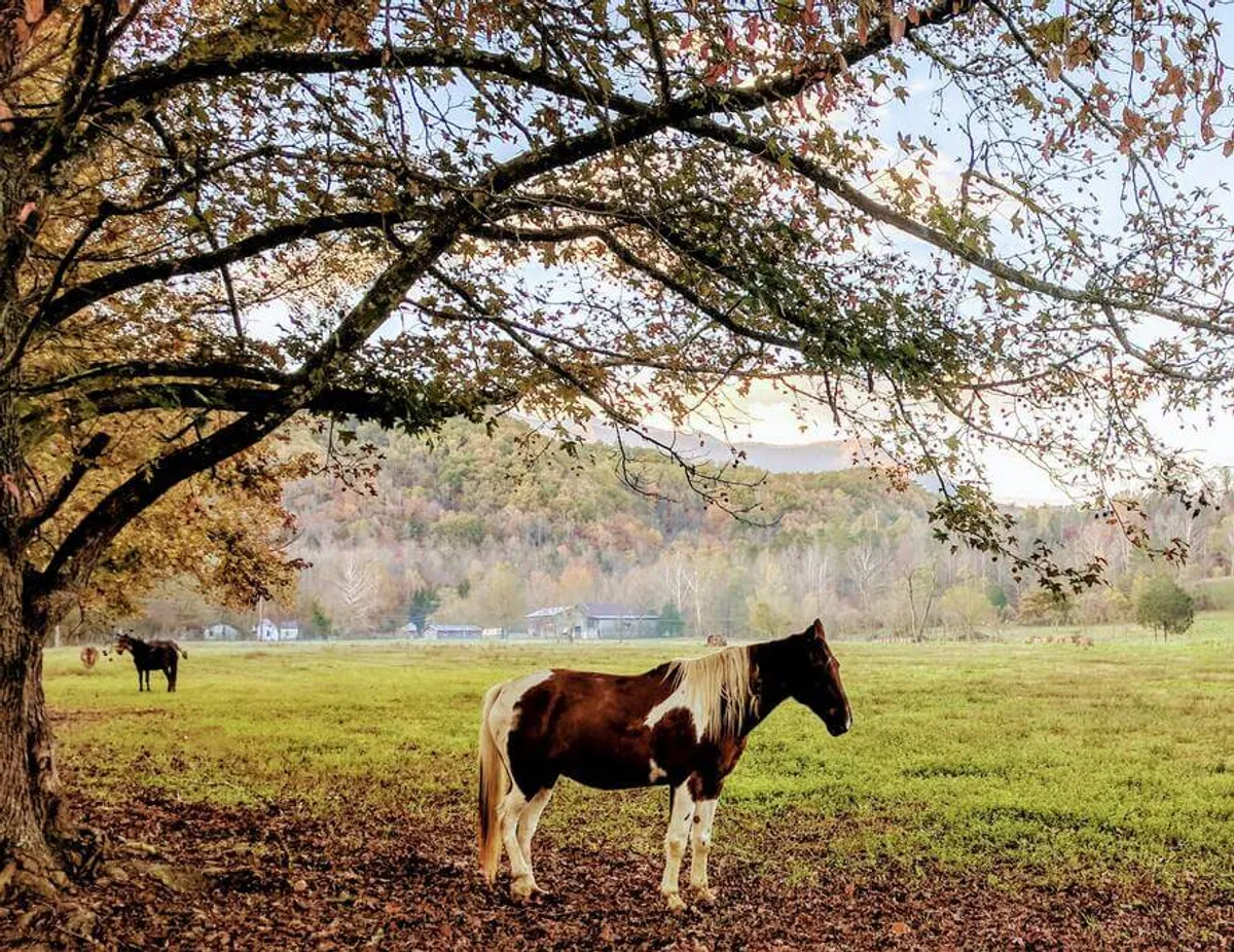 A serene landscape featuring a brown horse standing near a tree, with rolling mountains forming a majestic backdrop. The natural light and open space evoke the spirit of horseback riding and exploration in wide-open landscapes.